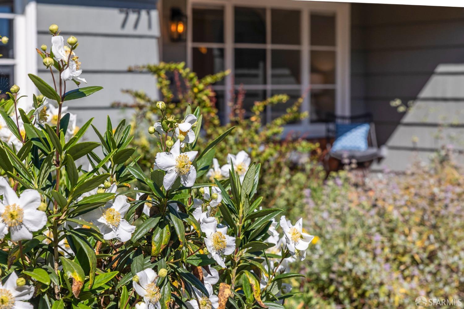 771 Creston Road Berkeley, CA 94708 - Photo 2 of 45 a plant sitting in front of flowers
