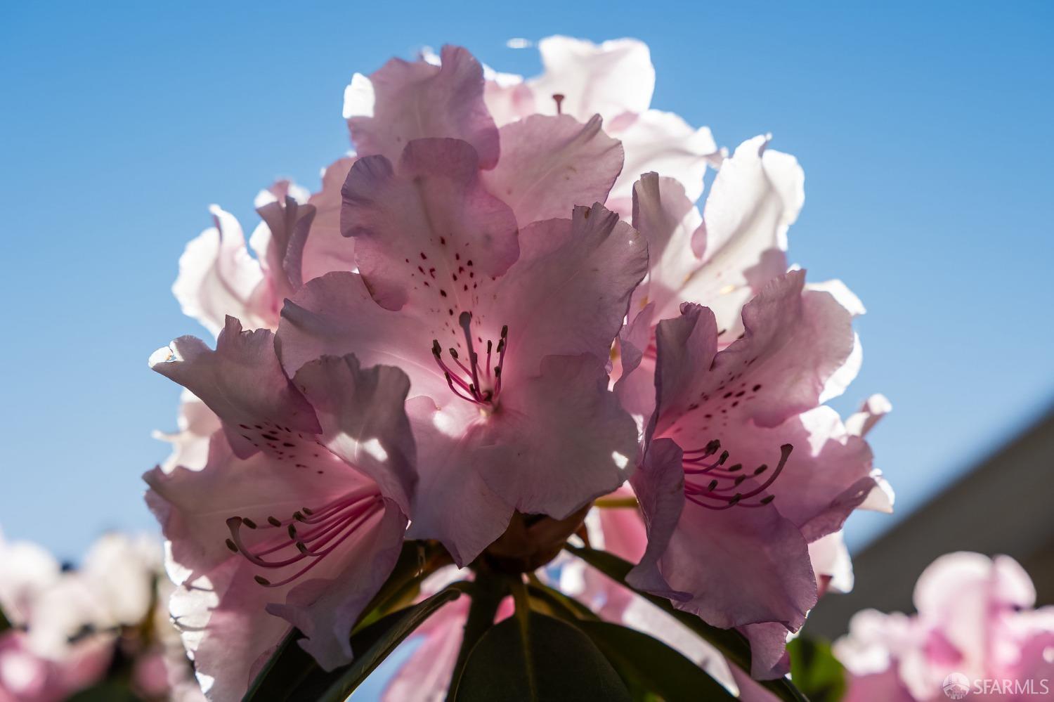 771 Creston Road Berkeley, CA 94708 - Photo 41 of 45 a bathroom with a mirror and a toilet