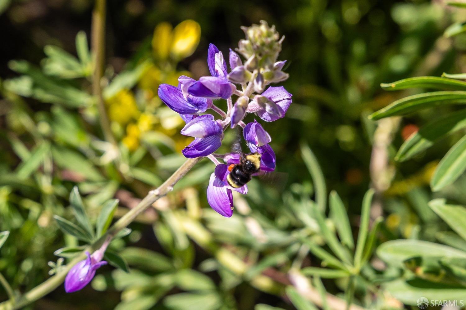 771 Creston Road Berkeley, CA 94708 - Photo 7 of 45 a view of a flower