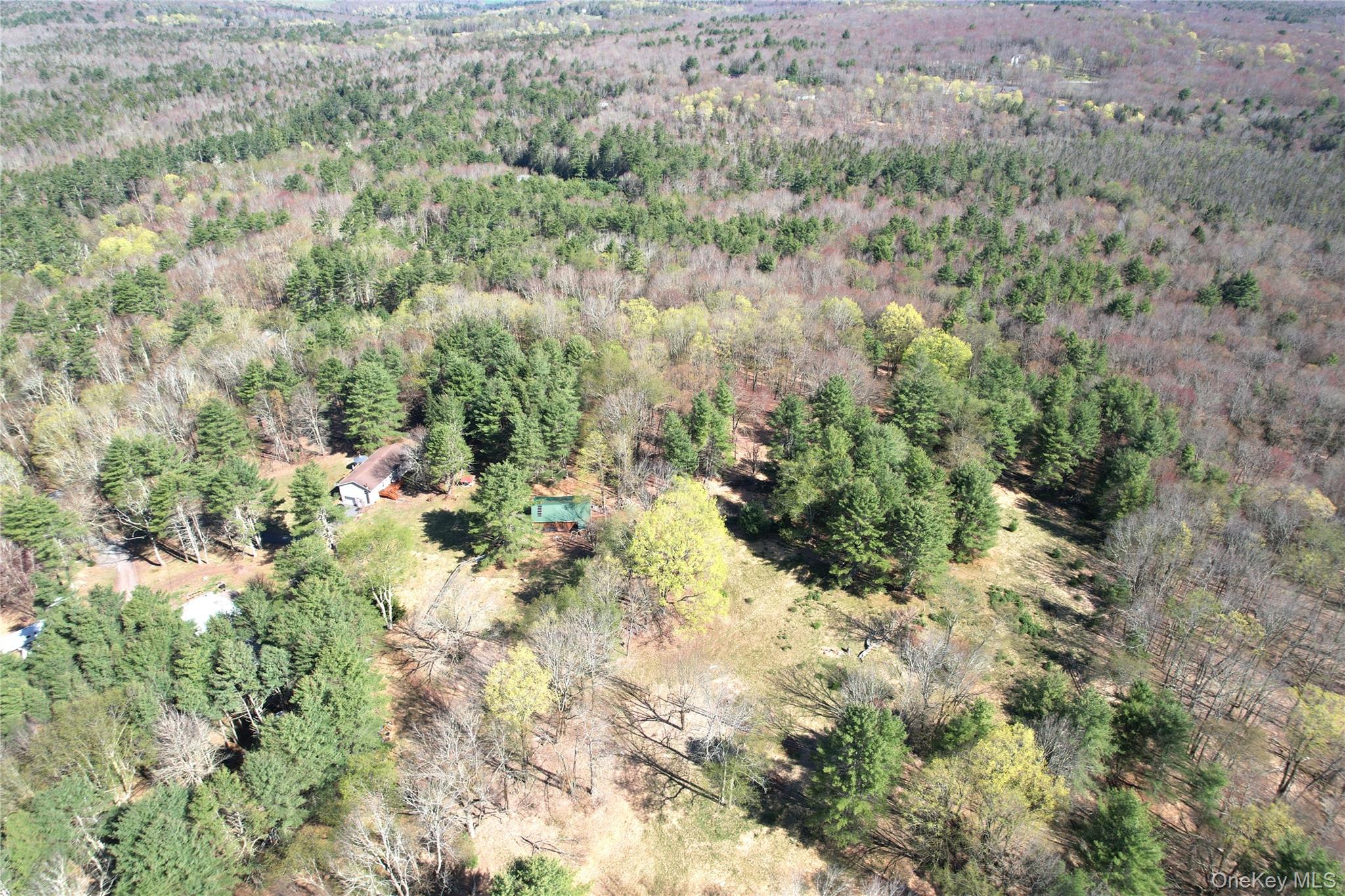 142 Old Tacy Road Bethel, NY 12783 - Photo 34 of 38 a view of a forest with trees and bushes