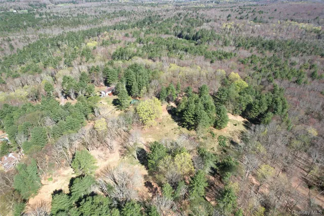 a view of a lush green forest with lots of trees