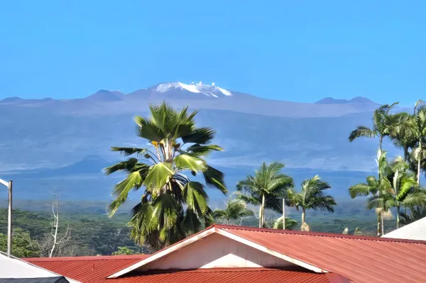 a view of a flower in a garden