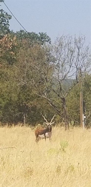 Lot 148 High Point Drive Kempner, TX 76539 - Photo 12 of 12 Lots of wildlife in River Hills Ranches