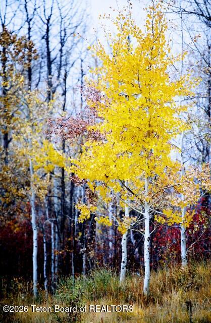 1714 Headwall Loop Driggs, ID 83422 - Photo 14 of 17 007