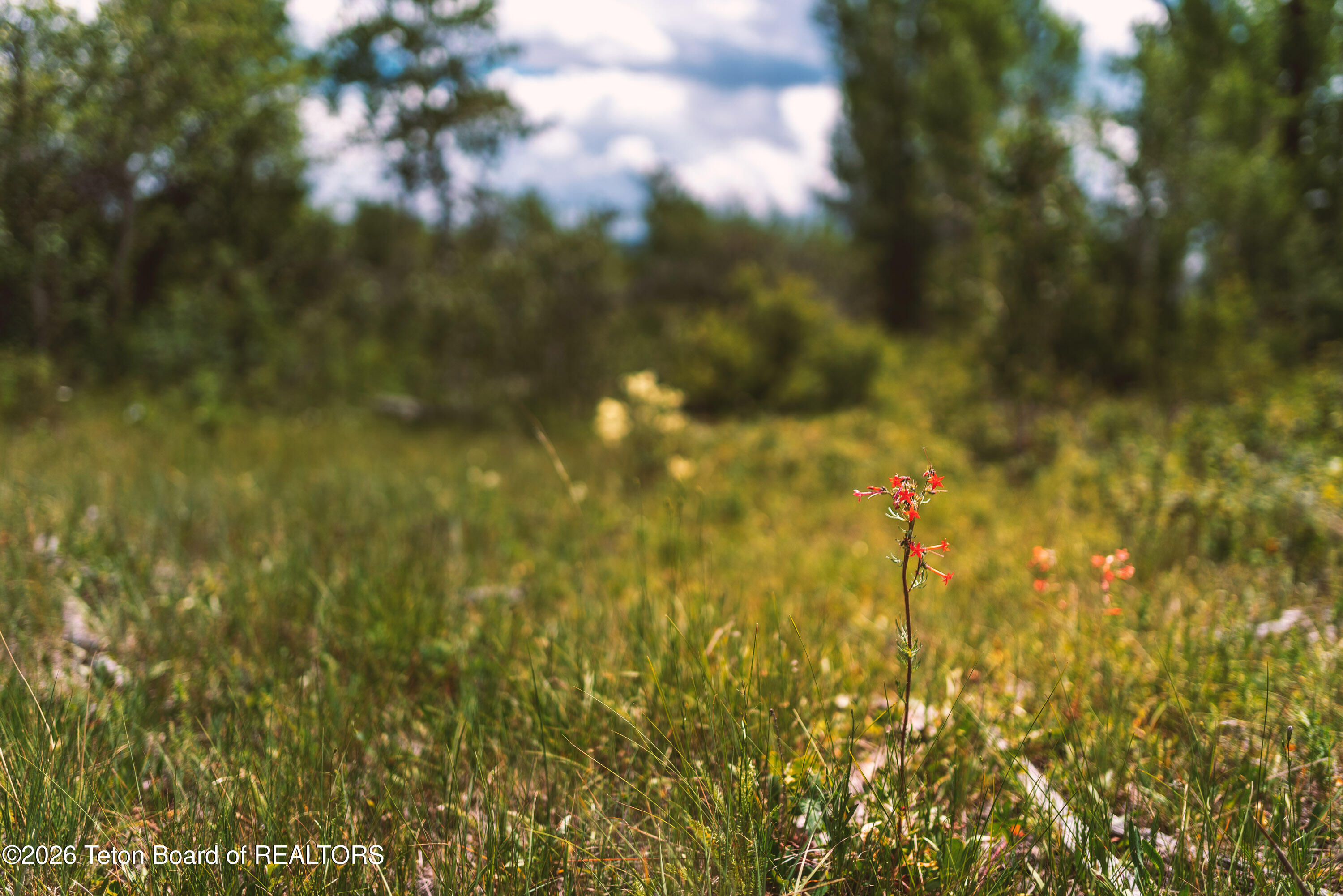 1714 Headwall Loop Driggs, ID 83422 - Photo 17 of 17 Redtail 1