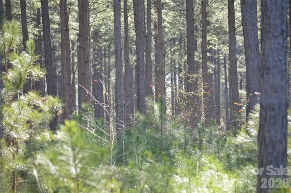 a view of a forest with trees