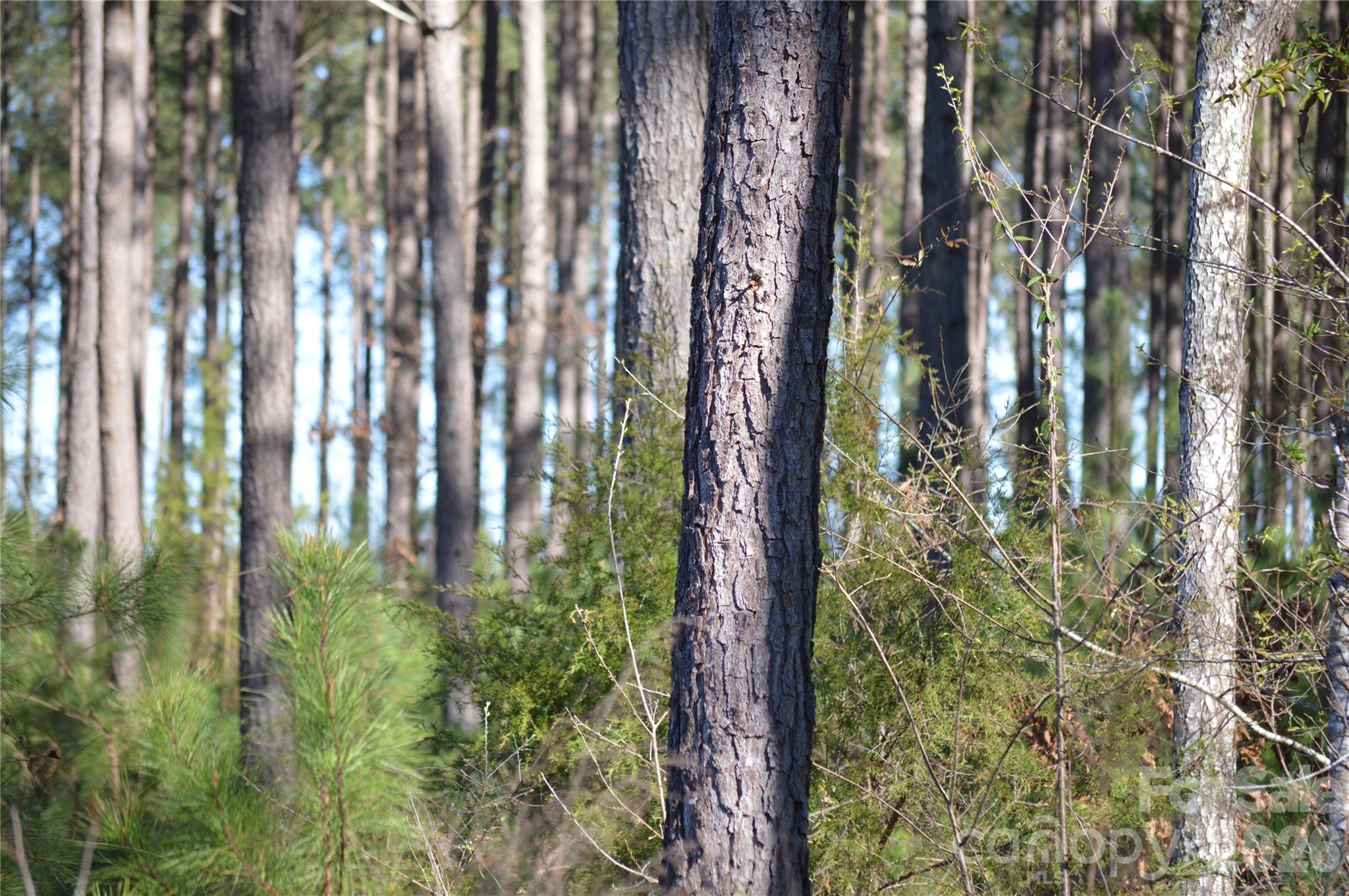 0 Peter Hawk Creek Road, Unit 13 Jonesville, SC 29353 - Photo 15 of 24