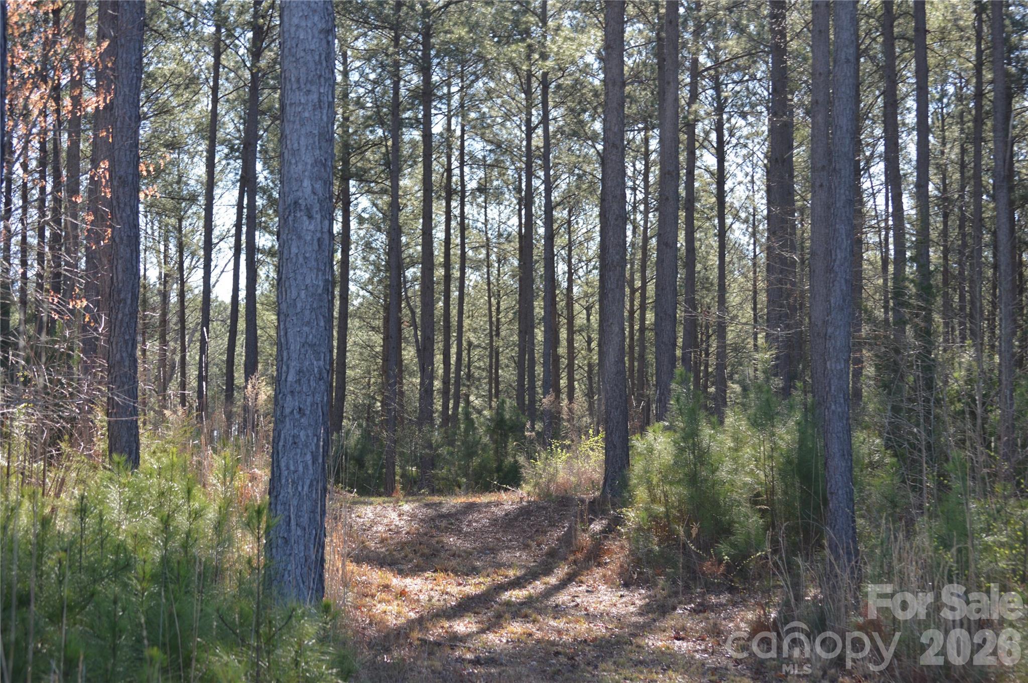 0 Peter Hawk Creek Road, Unit 13 Jonesville, SC 29353 - Photo 3 of 24 a view of a forest