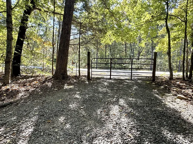 a view of a forest with trees in the background