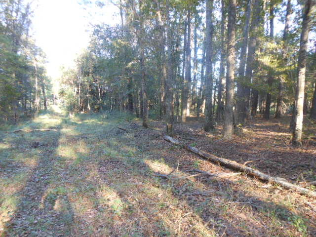 0 Merritt Road Moncks Corner, SC 29461 - Photo 1 of 1 DSCN0890