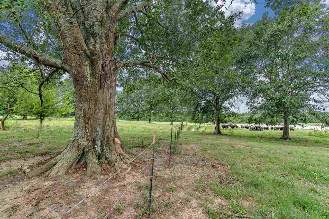 Cedar Hill Road, Unit PARCEL 4 Flora, MS 39071 - Photo 3 of 11 Photo 3