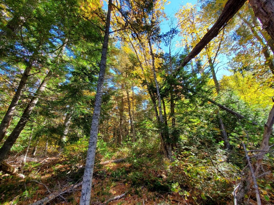 0 Clifford Lake Road Princeton, ME 04668 - Photo 16 of 32 nice woods- not thick