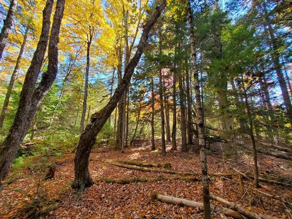 $89,000 | 0 Clifford Lake Road, Princeton, ME 04668