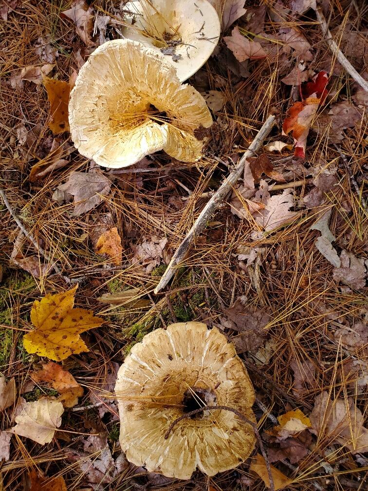 0 Clifford Lake Road Princeton, ME 04668 - Photo 21 of 32 fungi