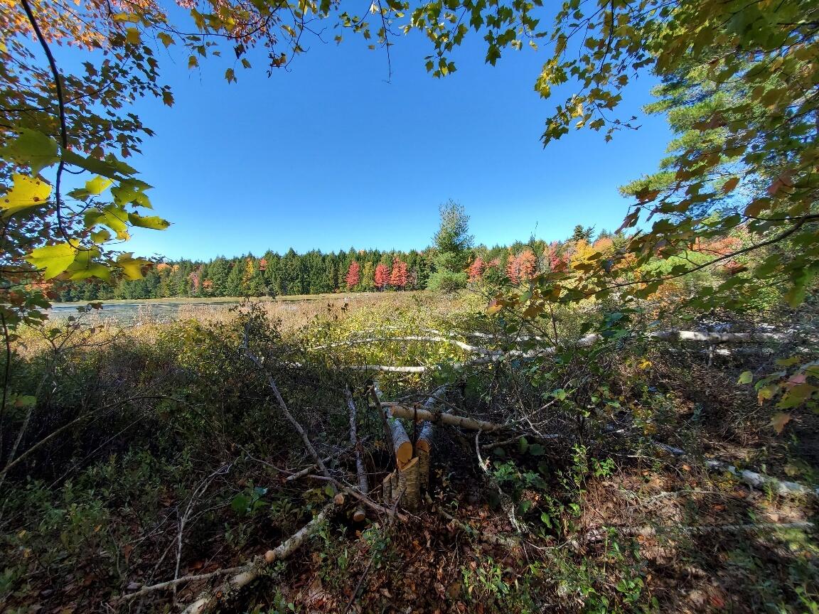 0 Clifford Lake Road Princeton, ME 04668 - Photo 23 of 32 views out to the stream