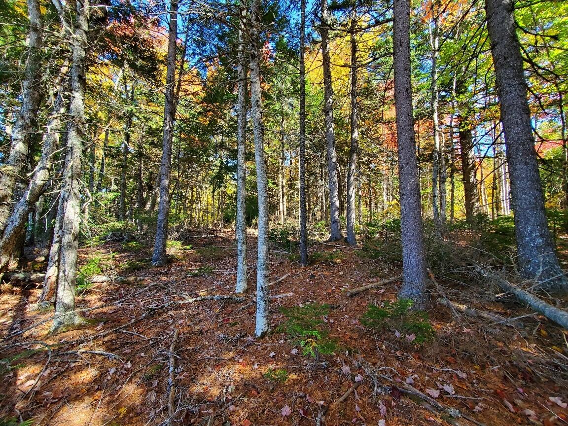 0 Clifford Lake Road Princeton, ME 04668 - Photo 24 of 32 easy walking around interior