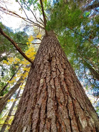 $89,000 | 0 Clifford Lake Road, Princeton, ME 04668