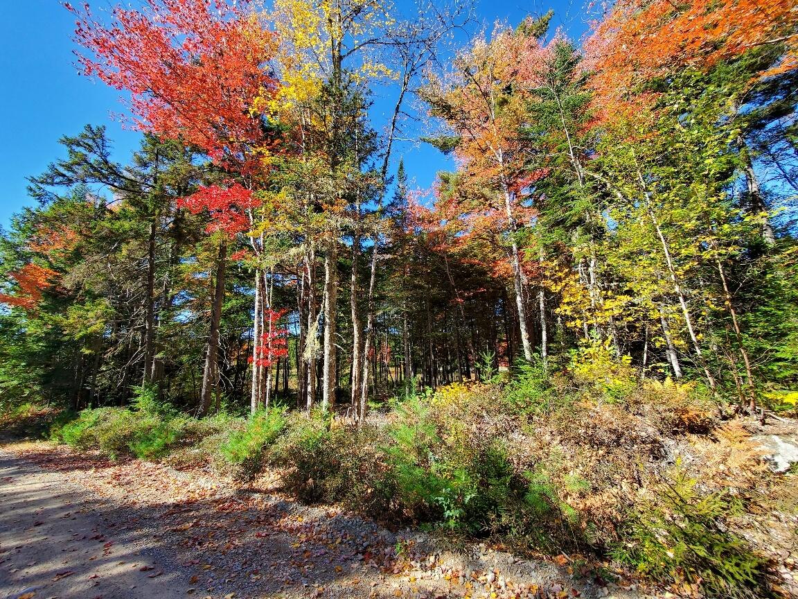 0 Clifford Lake Road Princeton, ME 04668 - Photo 5 of 32 along the road