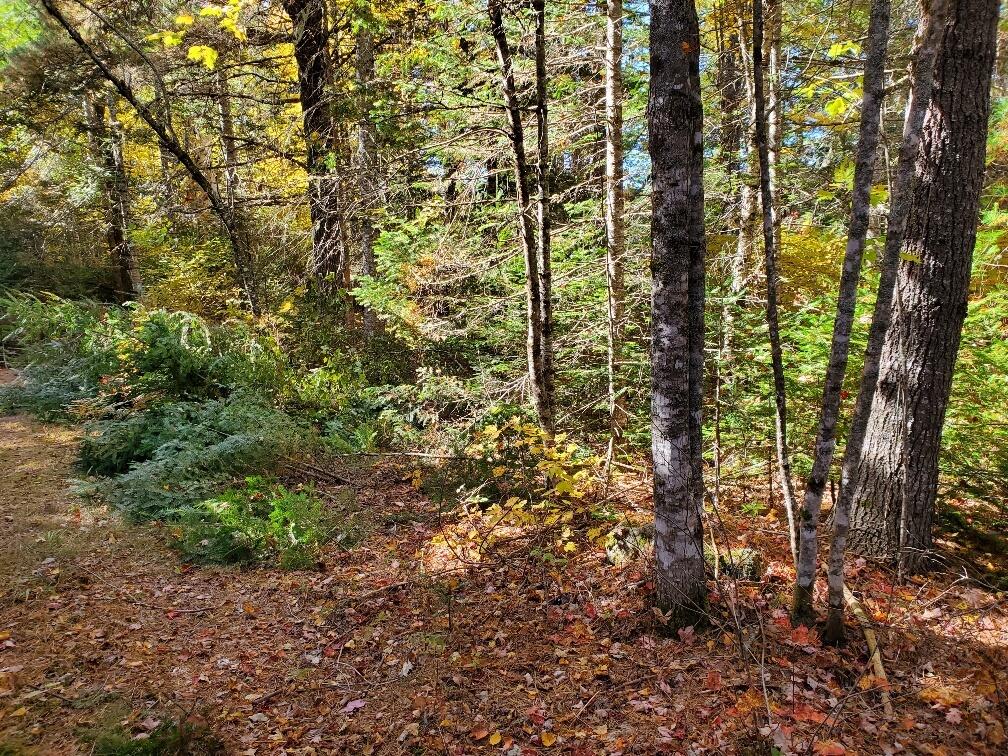0 Clifford Lake Road Princeton, ME 04668 - Photo 9 of 32 along driveway