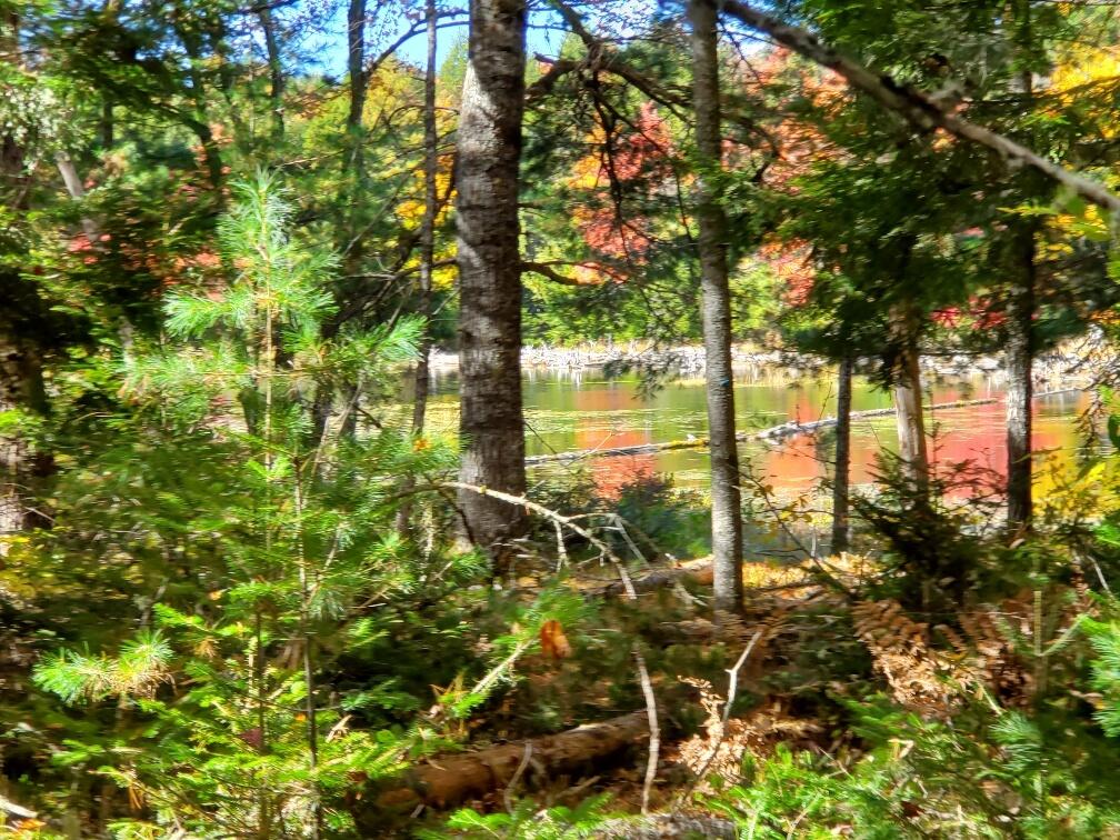 0 Clifford Lake Road Princeton, ME 04668 - Photo 10 of 32 looking out at the stream