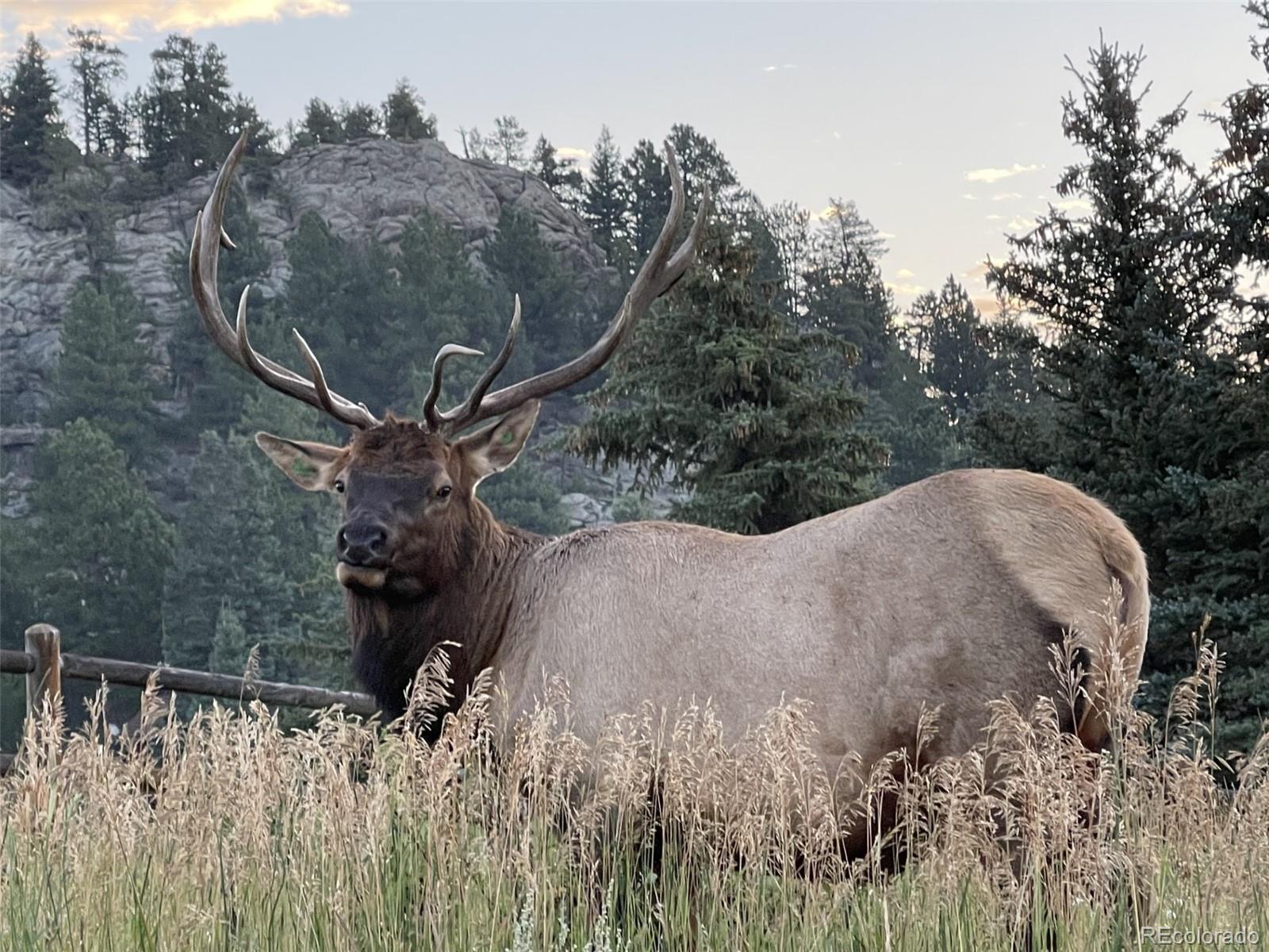 26268 Snowdrop Road Evergreen, CO 80439 - Photo 47 of 48