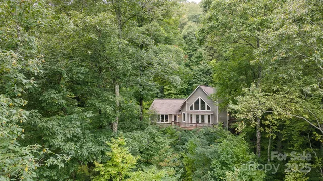 a view of a forest with a tree