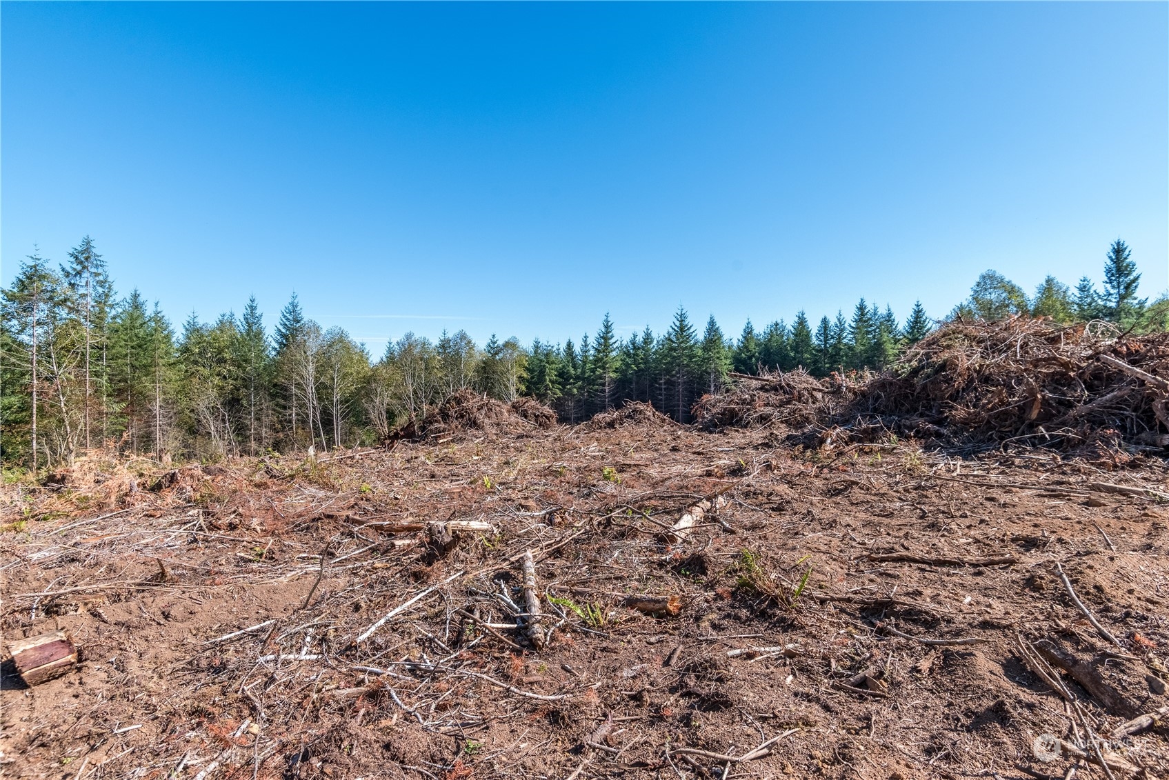 0 Hunter Road Longview, WA 98632 - Photo 9 of 10 a view of a dry yard with trees