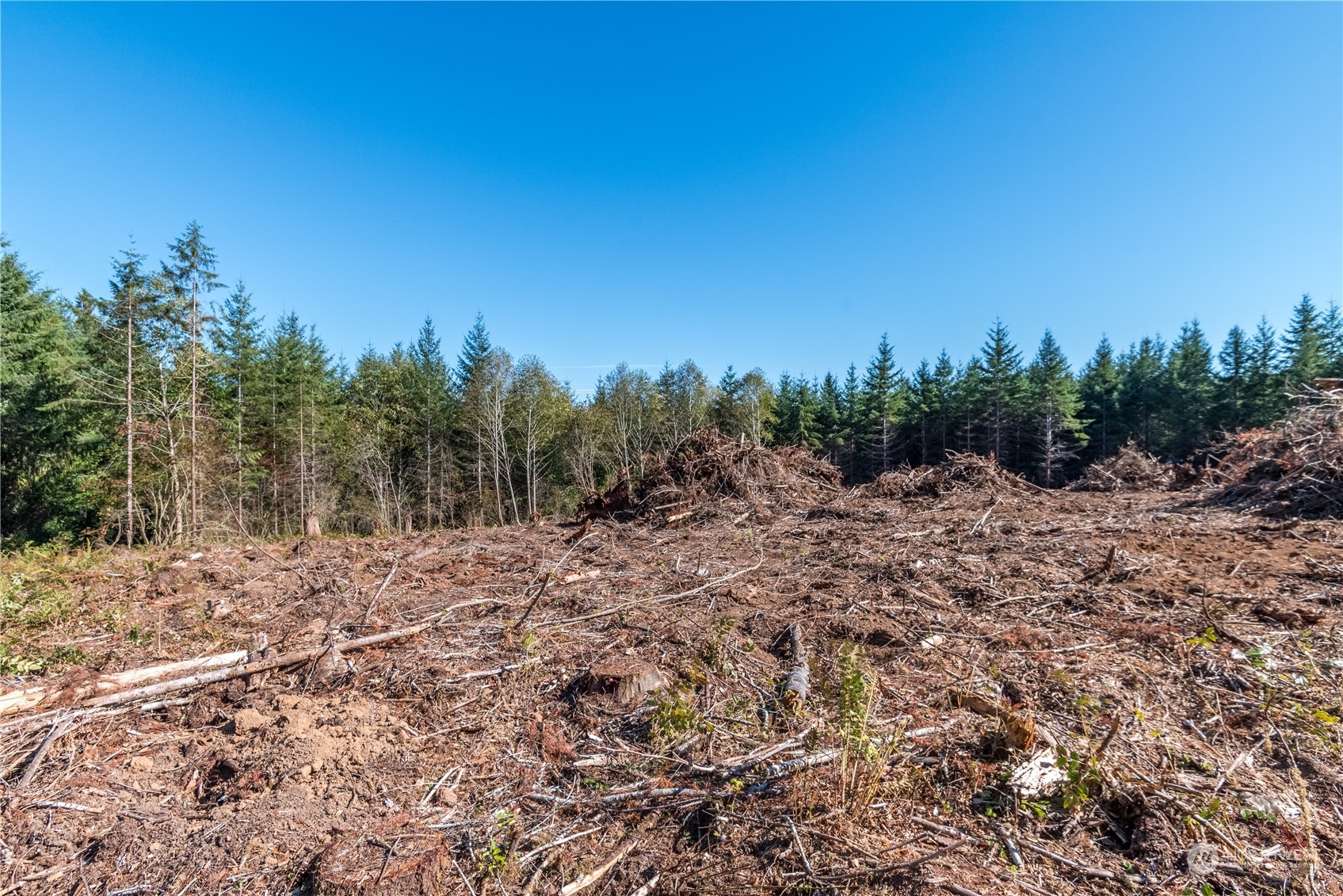 0 Hunter Road Longview, WA 98632 - Photo 10 of 10 a view of a yard with a tree