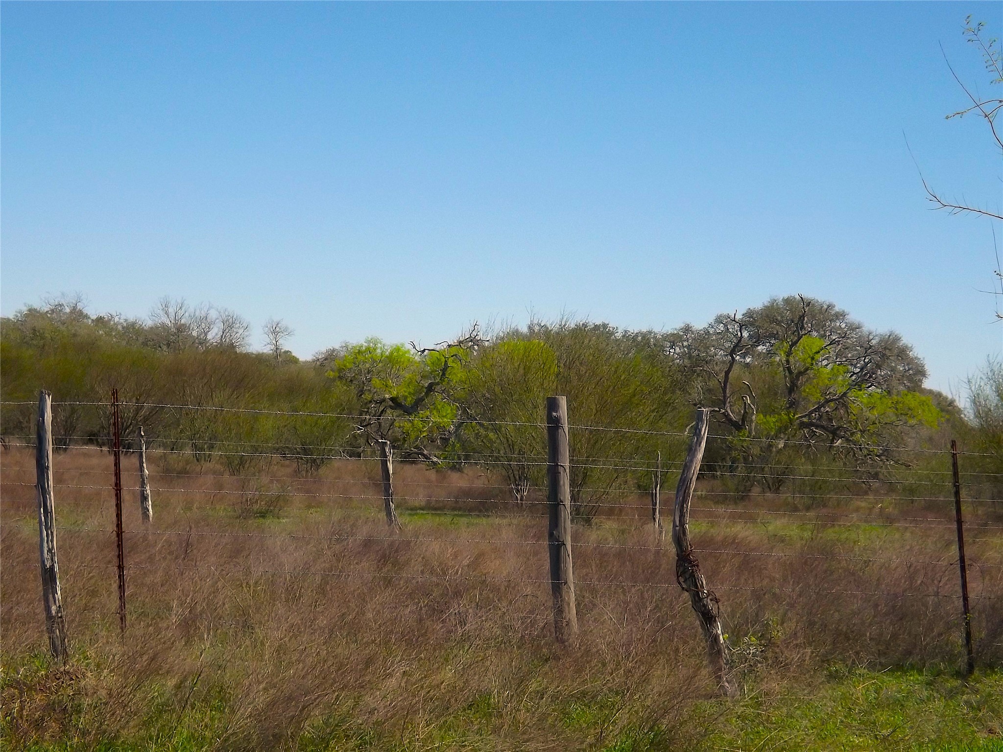 1649 County Road 209 Weimar, TX 78962 - Photo 20 of 27 a view of a forest with a forest