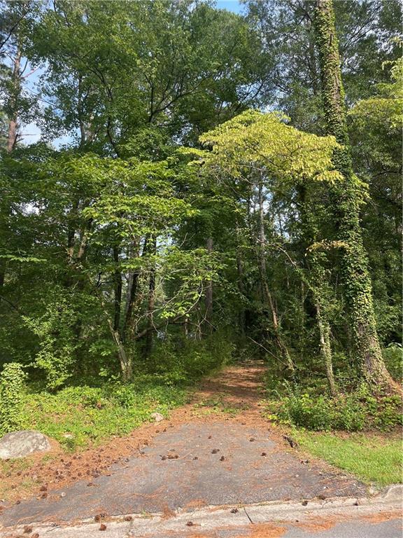 a view of a yard with plants and large trees