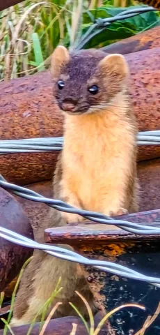a view of a backyard with a tv