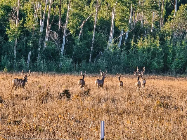 a view of a lake with a mountain in the background