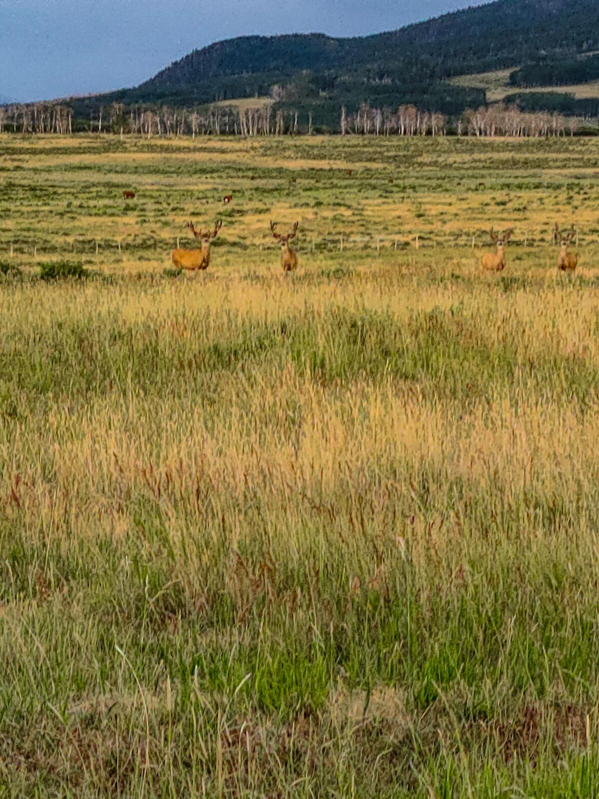 8325 County Rd M44 Placerville, CO 81430 - Photo 21 of 62 telluride-mesa-ranch-colorado-ranch-for-