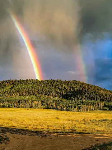 a view of a backyard with a garden and plants