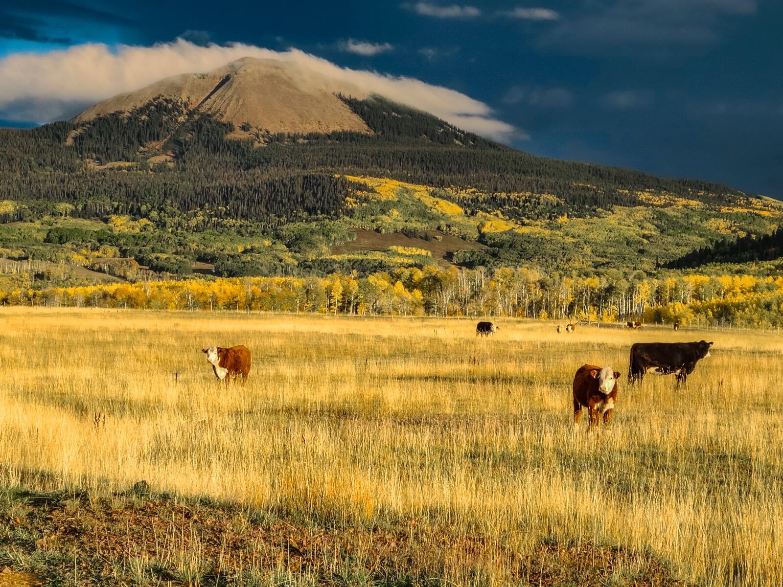 8325 County Rd M44 Placerville, CO 81430 - Photo 34 of 62 a view of ocean view