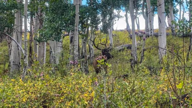 a aerial view of a house with yard and tree s