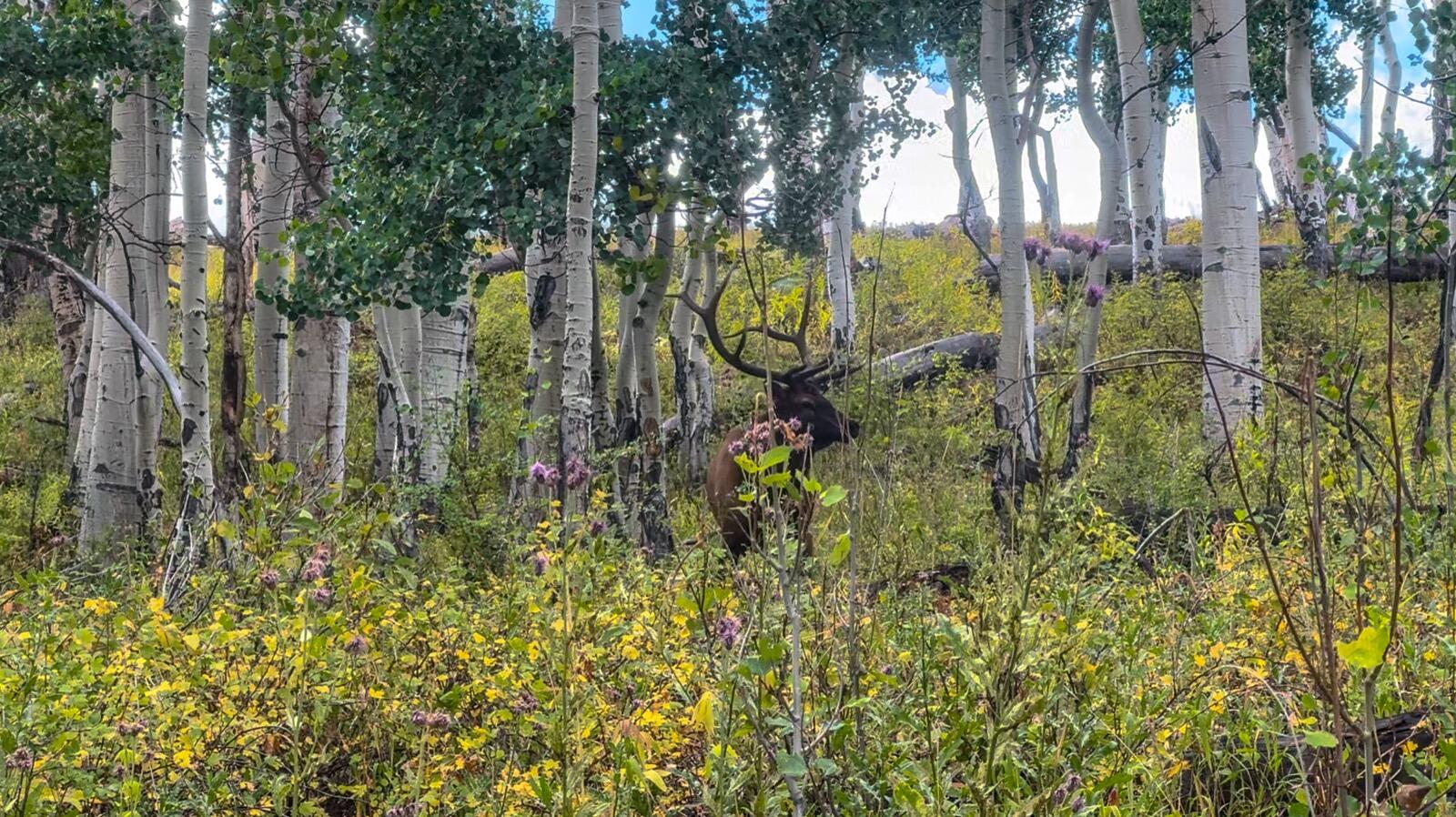 8325 County Rd M44 Placerville, CO 81430 - Photo 49 of 62 a view of swimming pool from a tree