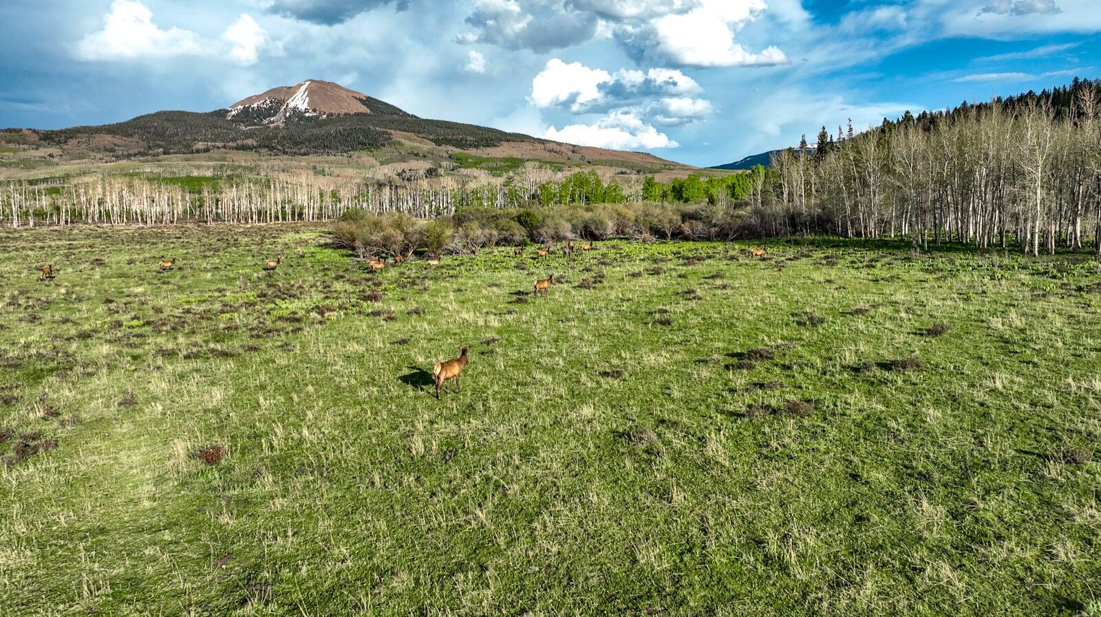 8325 County Rd M44 Placerville, CO 81430 - Photo 5 of 62 a view of a large yard with lots of green space and palm trees