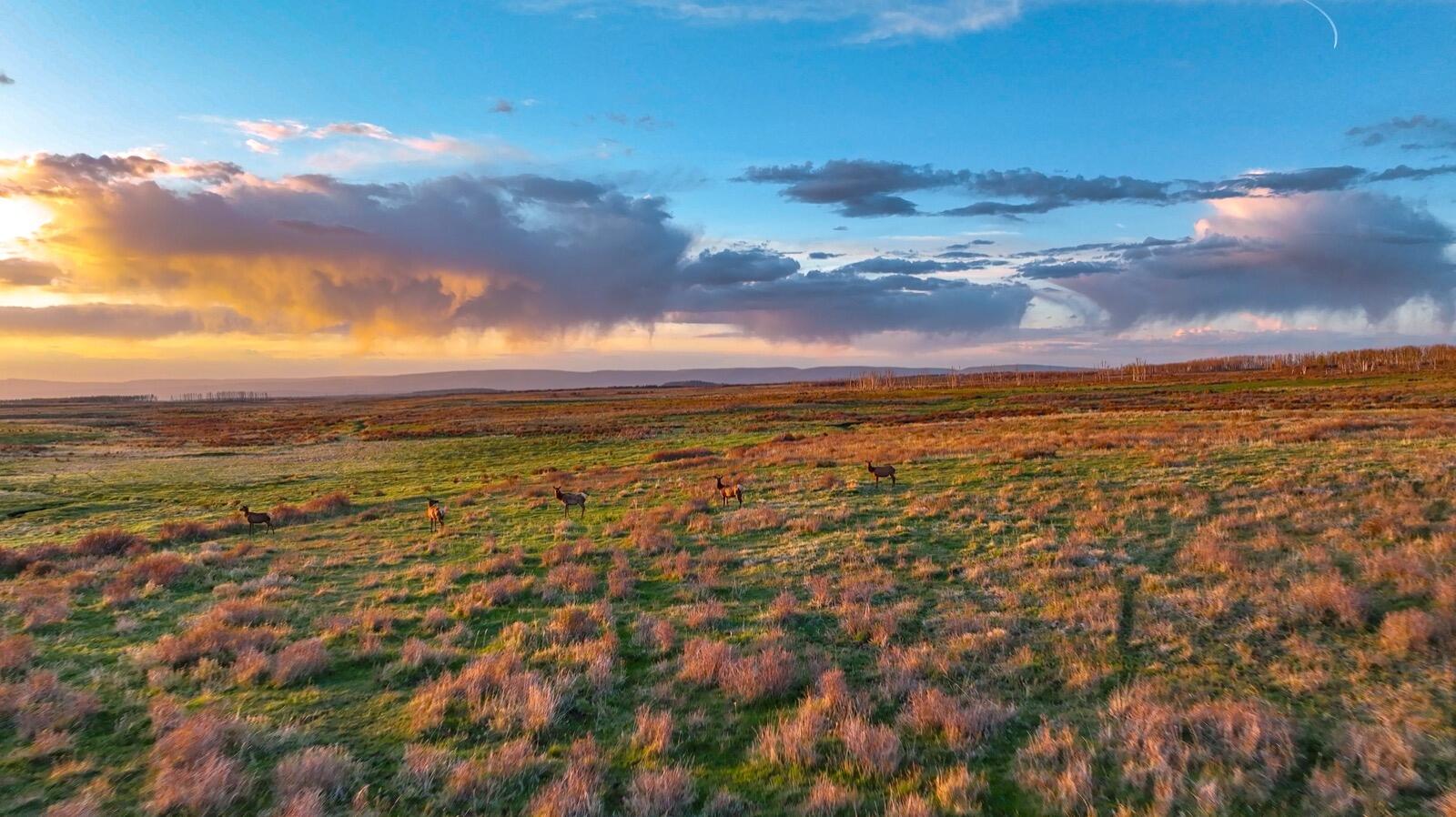 8325 County Rd M44 Placerville, CO 81430 - Photo 51 of 62 telluride-mesa-ranch-colorado-ranch-for-
