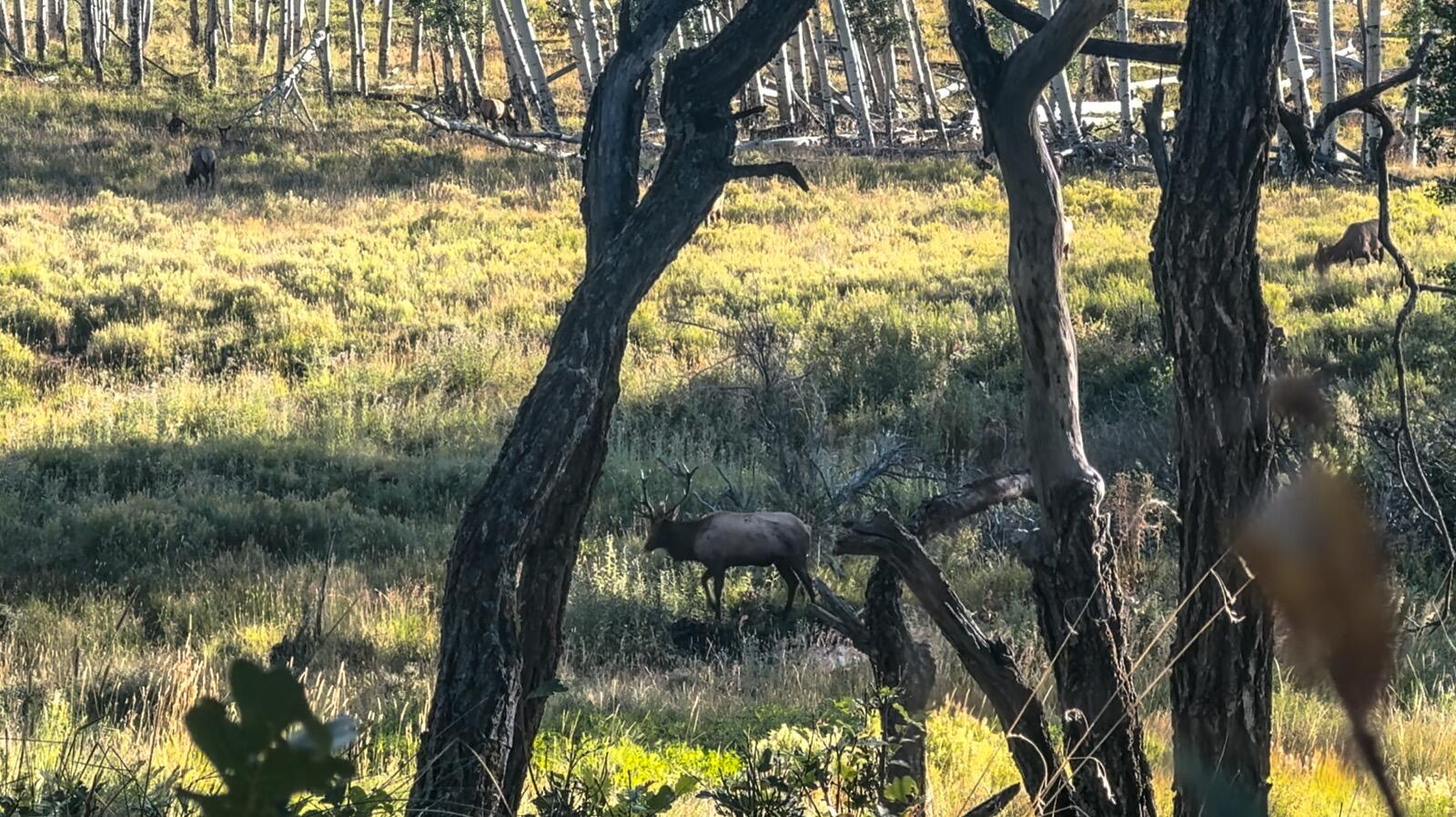 8325 County Rd M44 Placerville, CO 81430 - Photo 52 of 62 telluride-mesa-ranch-colorado-ranch-for-