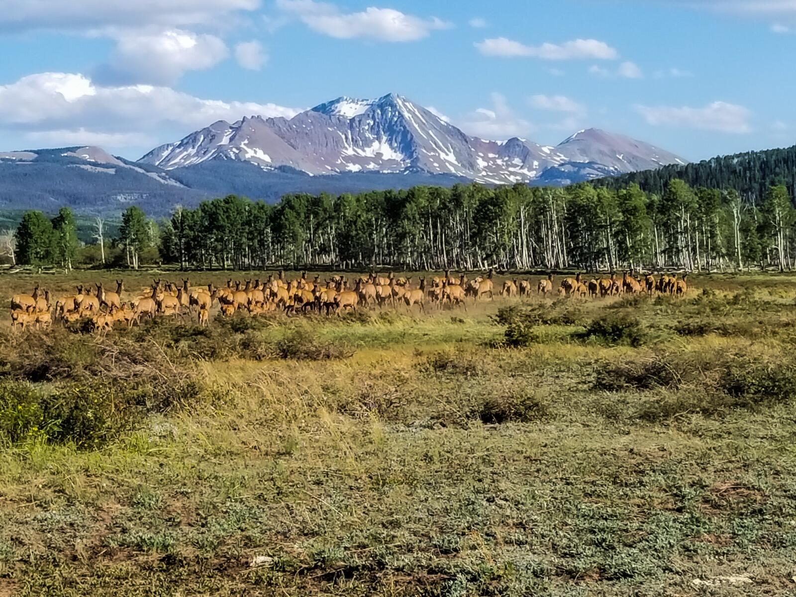 8325 County Rd M44 Placerville, CO 81430 - Photo 53 of 62 a view of a lake with a mountain