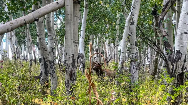 $8,200,000 | 8325 County Rd M44, Placerville, CO 81430