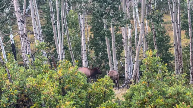 $8,200,000 | 8325 County Rd M44, Placerville, CO 81430