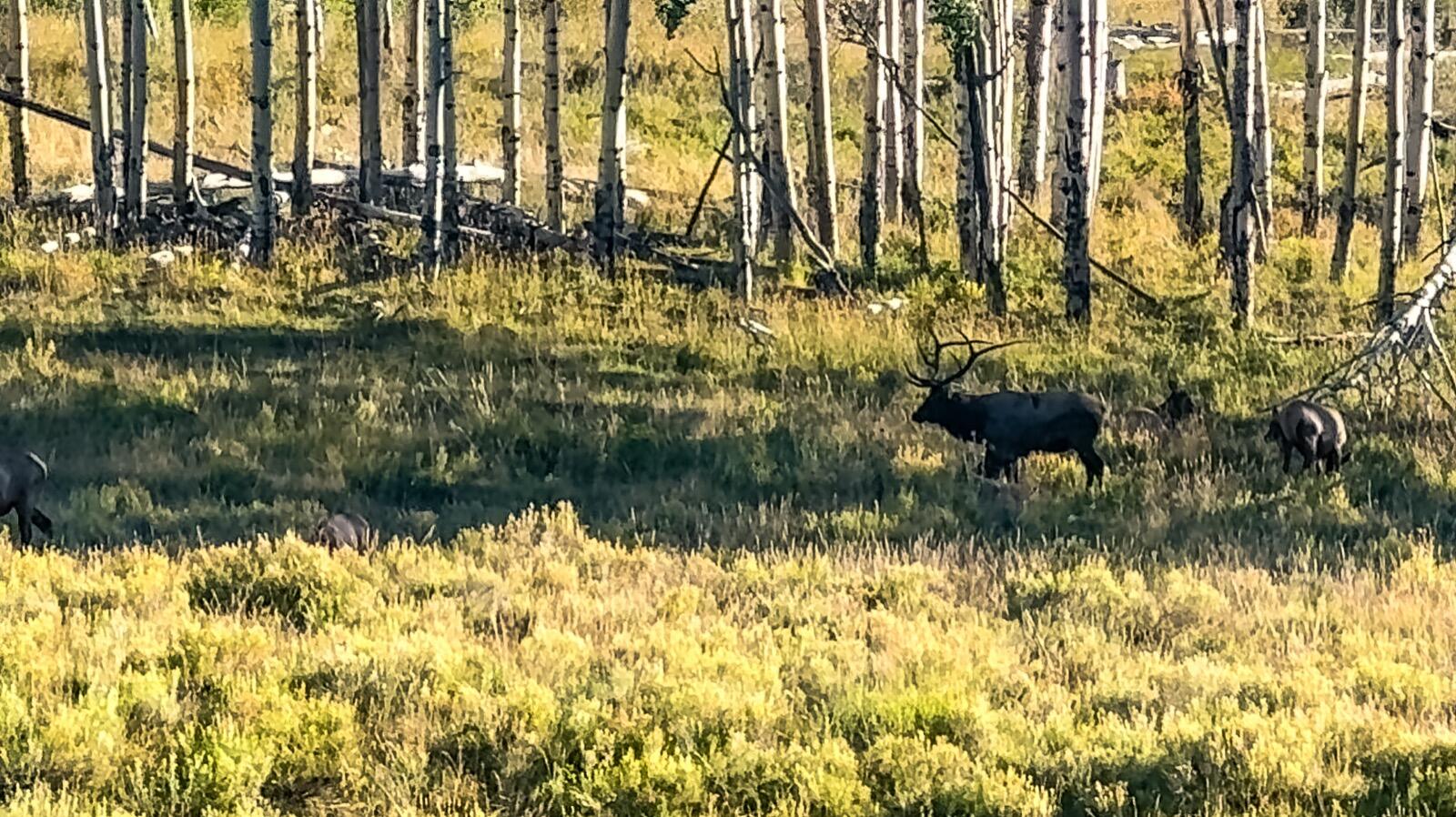 8325 County Rd M44 Placerville, CO 81430 - Photo 58 of 62 a view of swimming pool from a lake view