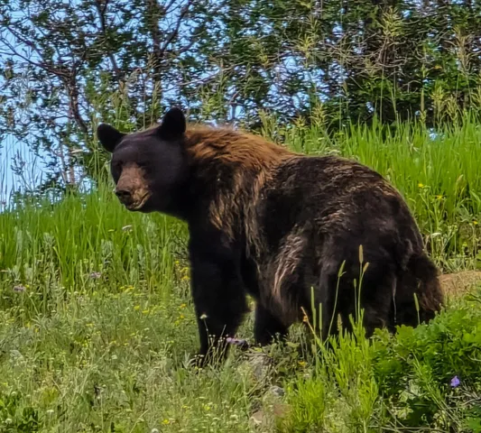 $8,200,000 | 8325 County Rd M44, Placerville, CO 81430