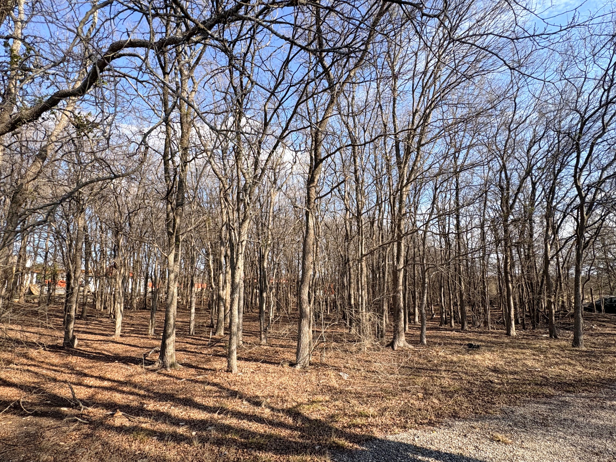 54 Ronald Road Georgetown, TX 78626 - Photo 4 of 7 View of trees to the back of the property.