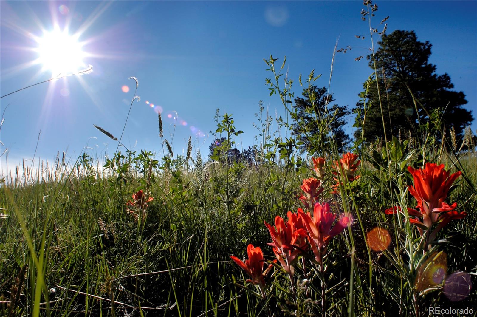 7921 Forest Keep Circle Parker, CO 80134 - Photo 33 of 36 a view of a flower in a garden