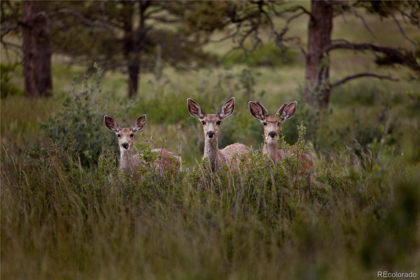 7921 Forest Keep Circle Parker, CO 80134 - Photo 35 of 36