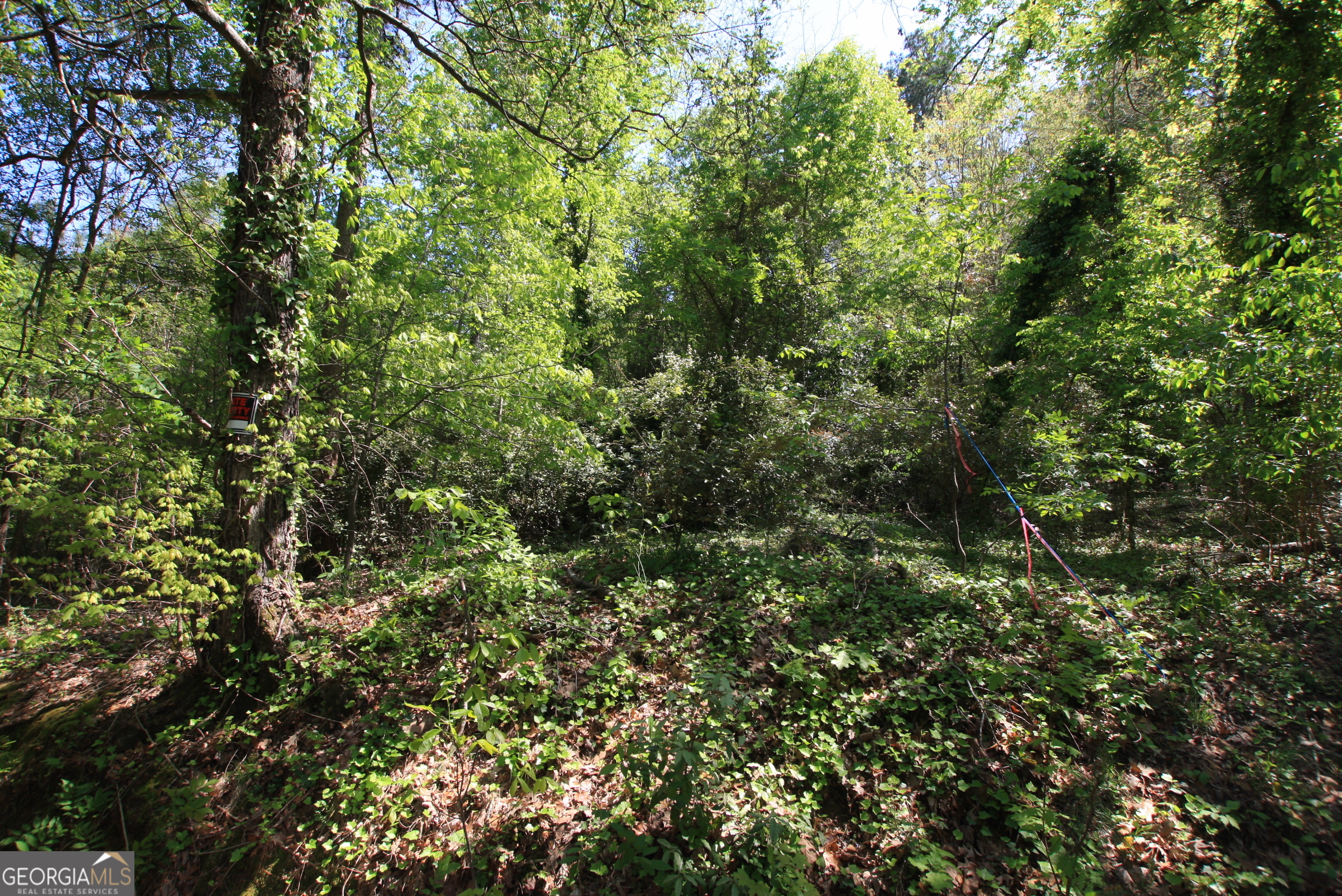 0 Glover Street Rome, GA 30161 - Photo 5 of 7 a view of a lush green forest