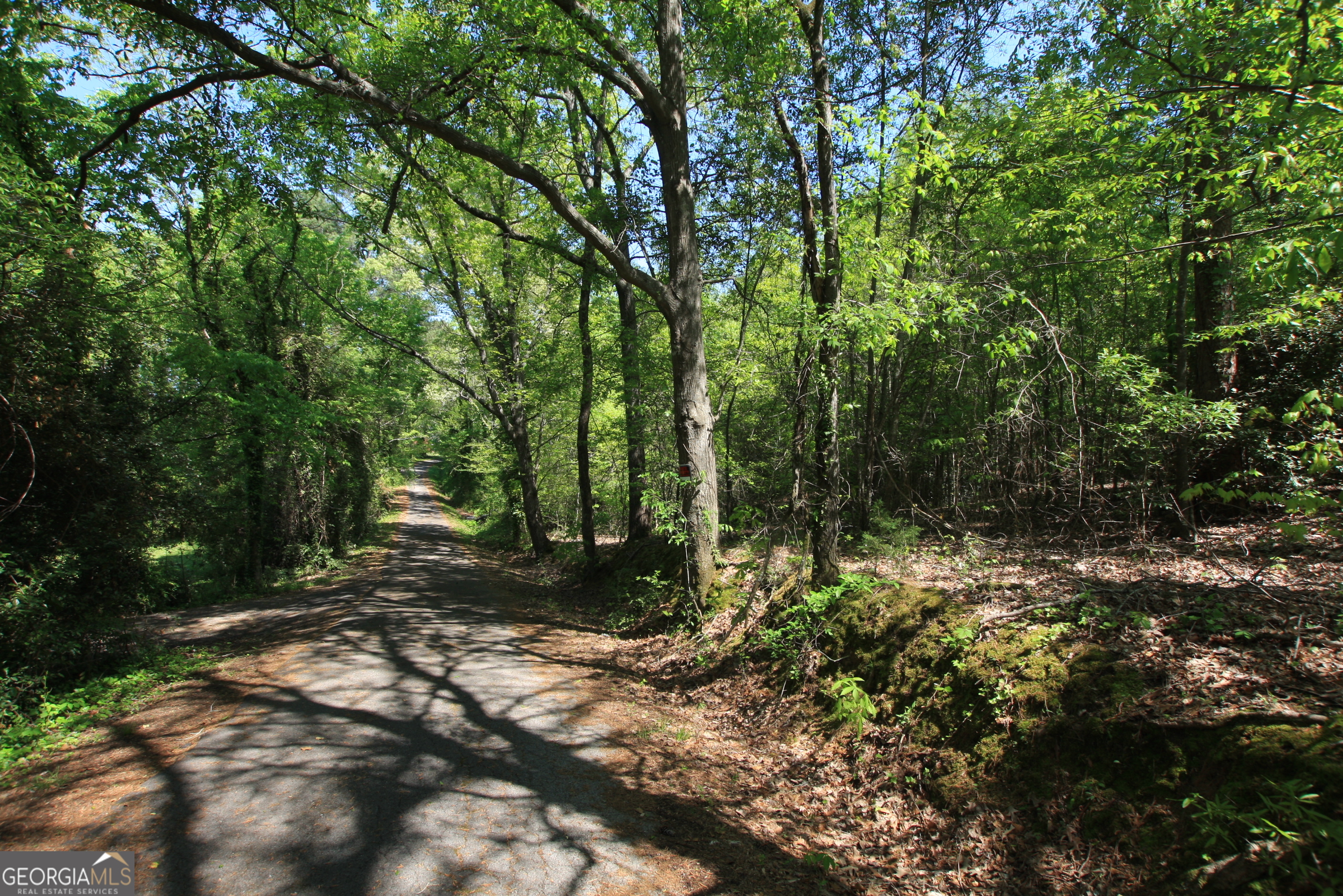 0 Glover Street Rome, GA 30161 - Photo 6 of 7 a view of a forest filled with trees